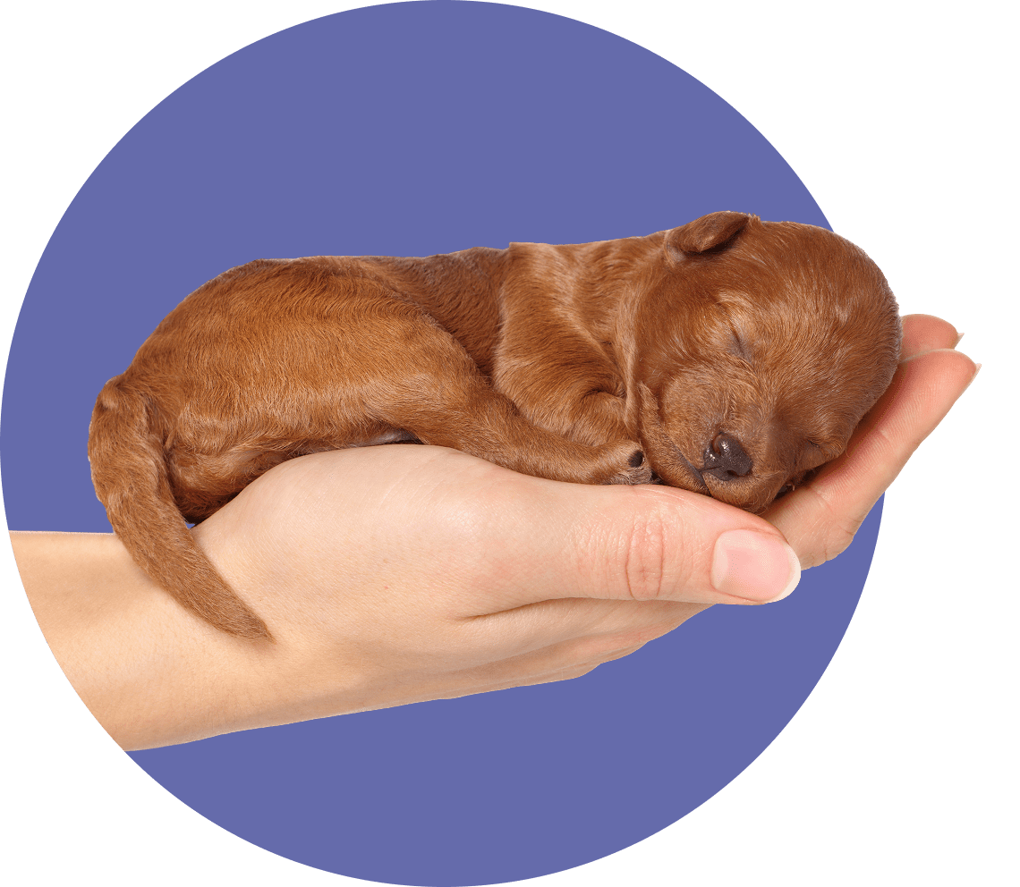 Tiny puppy sleeping in a person's hand.