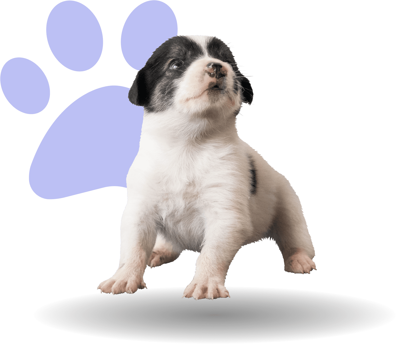 Puppy standing with purple paw print background.