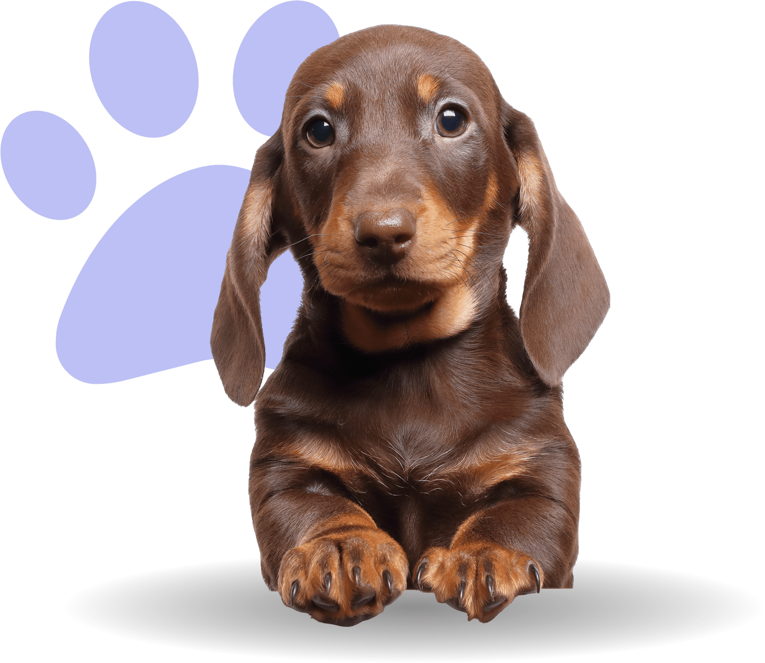 Brown dachshund puppy with purple paw background.