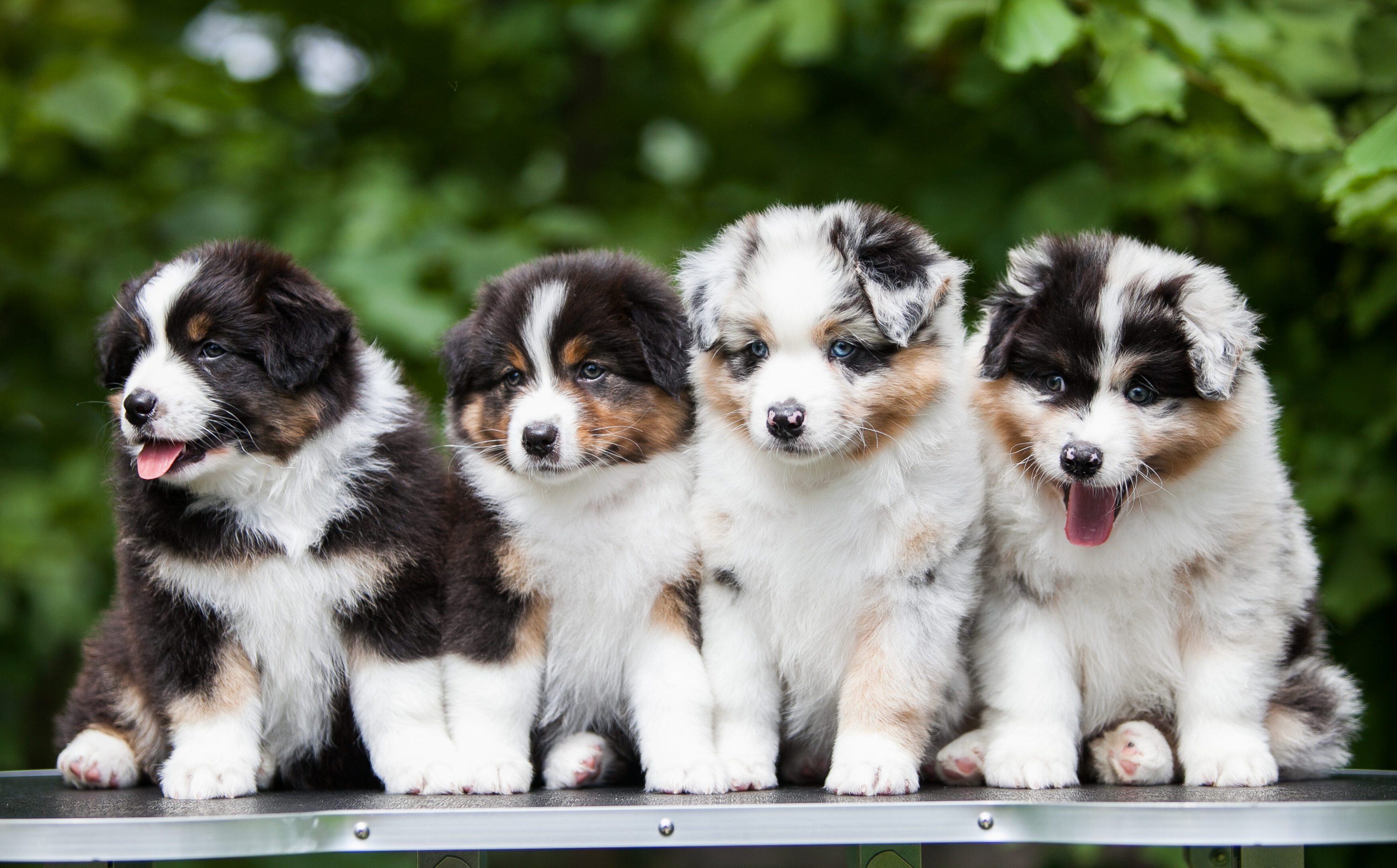 Four fluffy puppies sitting together outdoors.