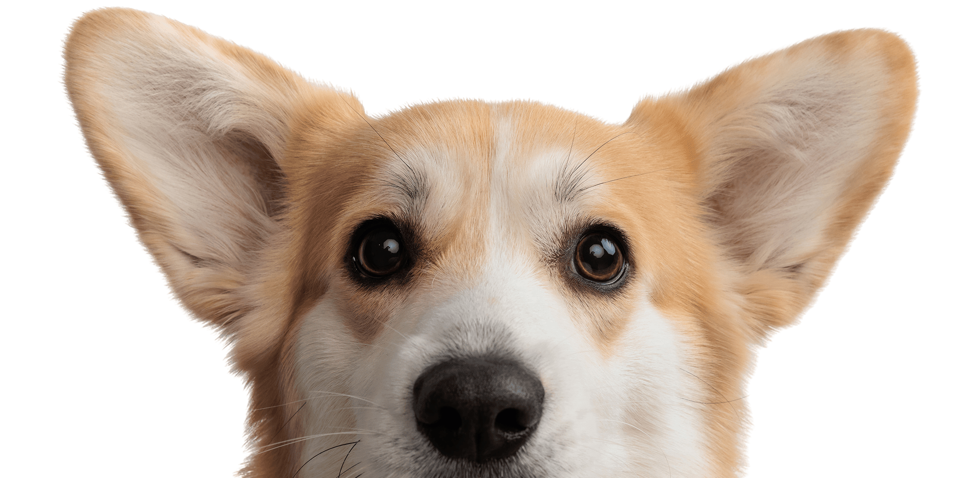 Corgi dog with large ears, black background.