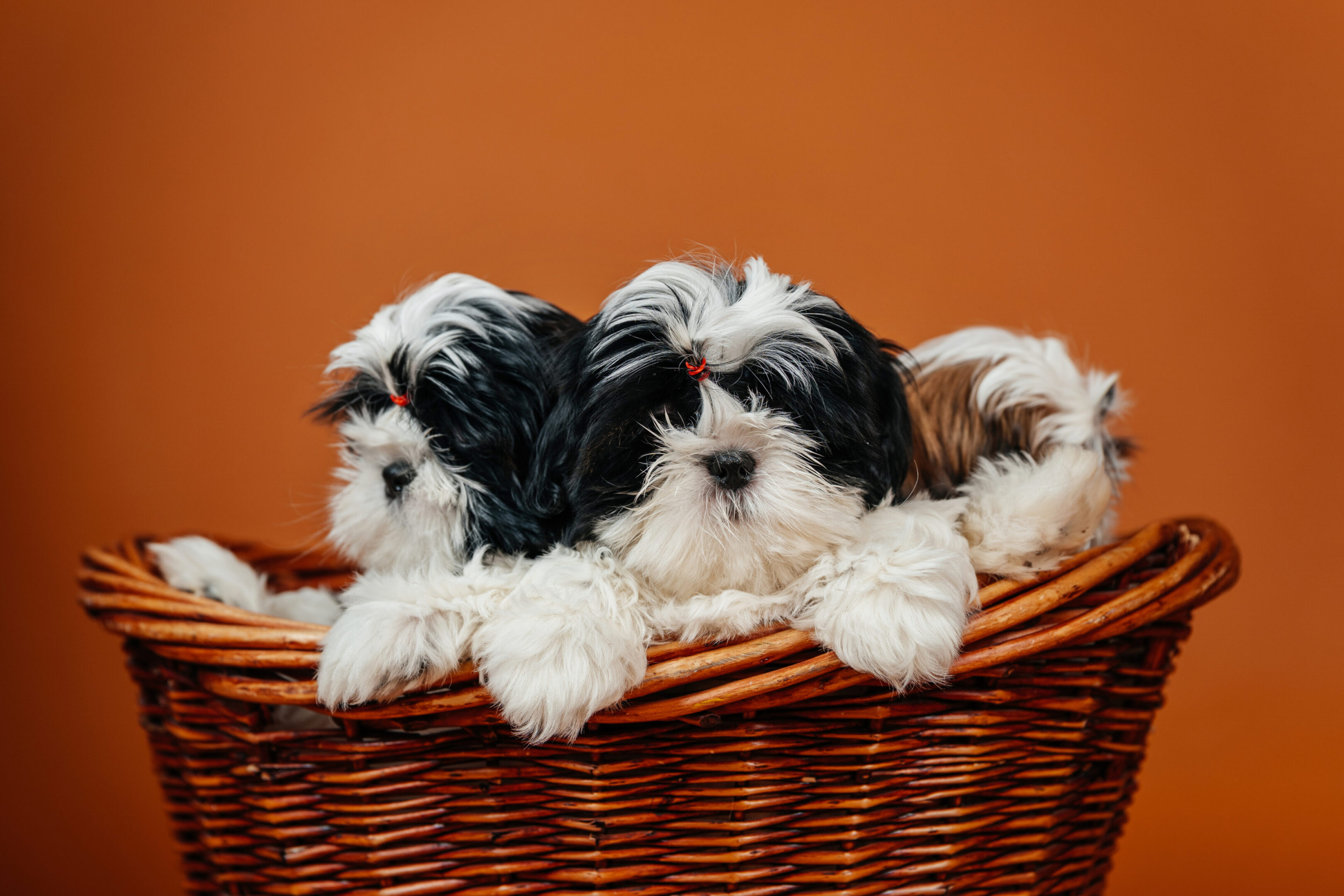 Three fluffy puppies in a wicker basket.