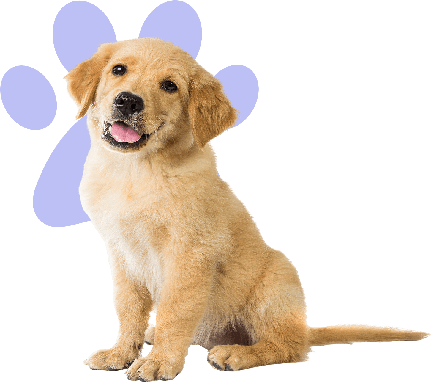 Golden retriever puppy with purple paw print.