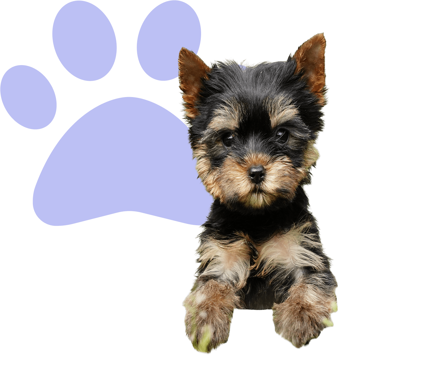 Yorkshire Terrier puppy with purple paw print.