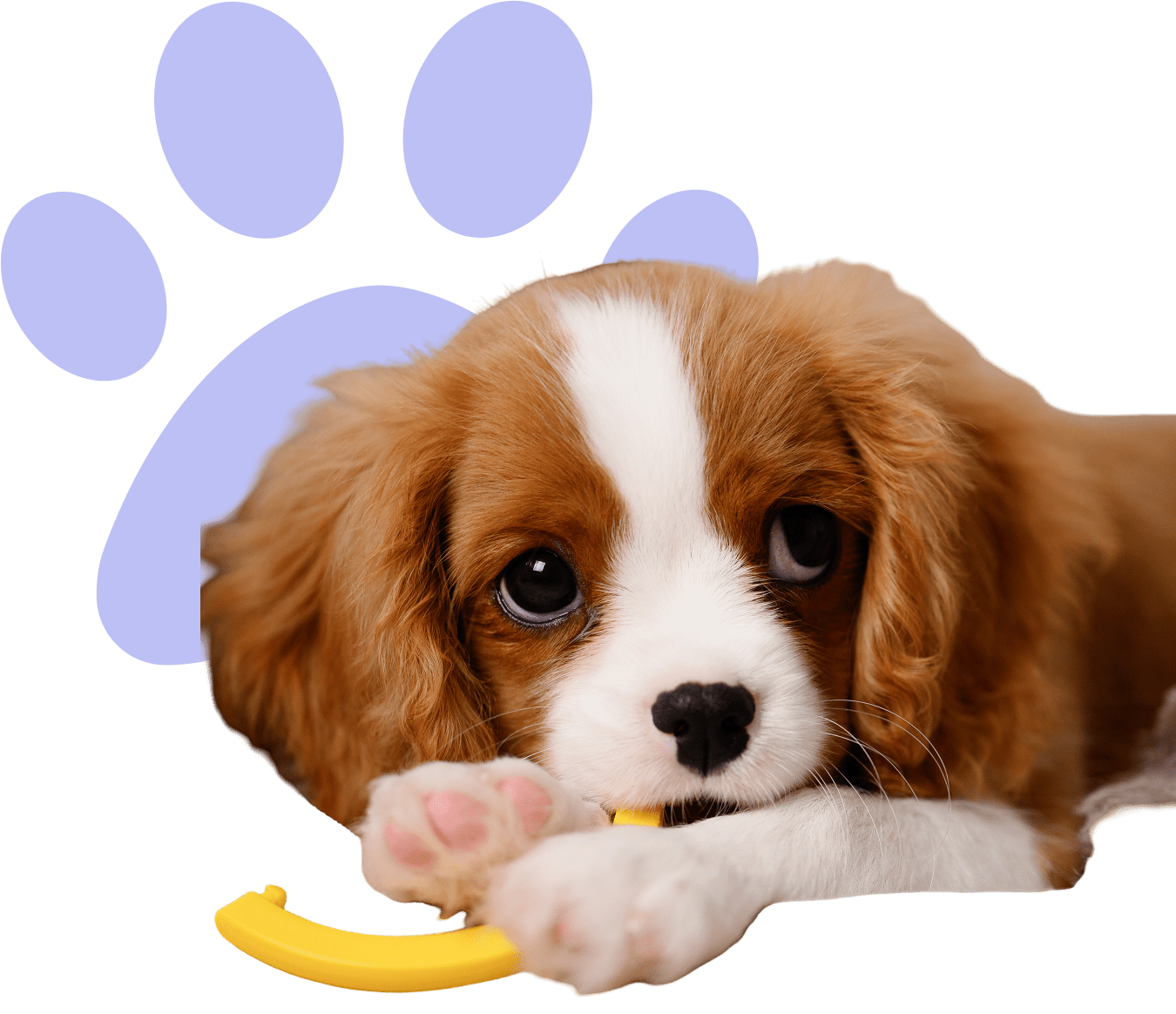 Puppy chewing toy with purple paw print.