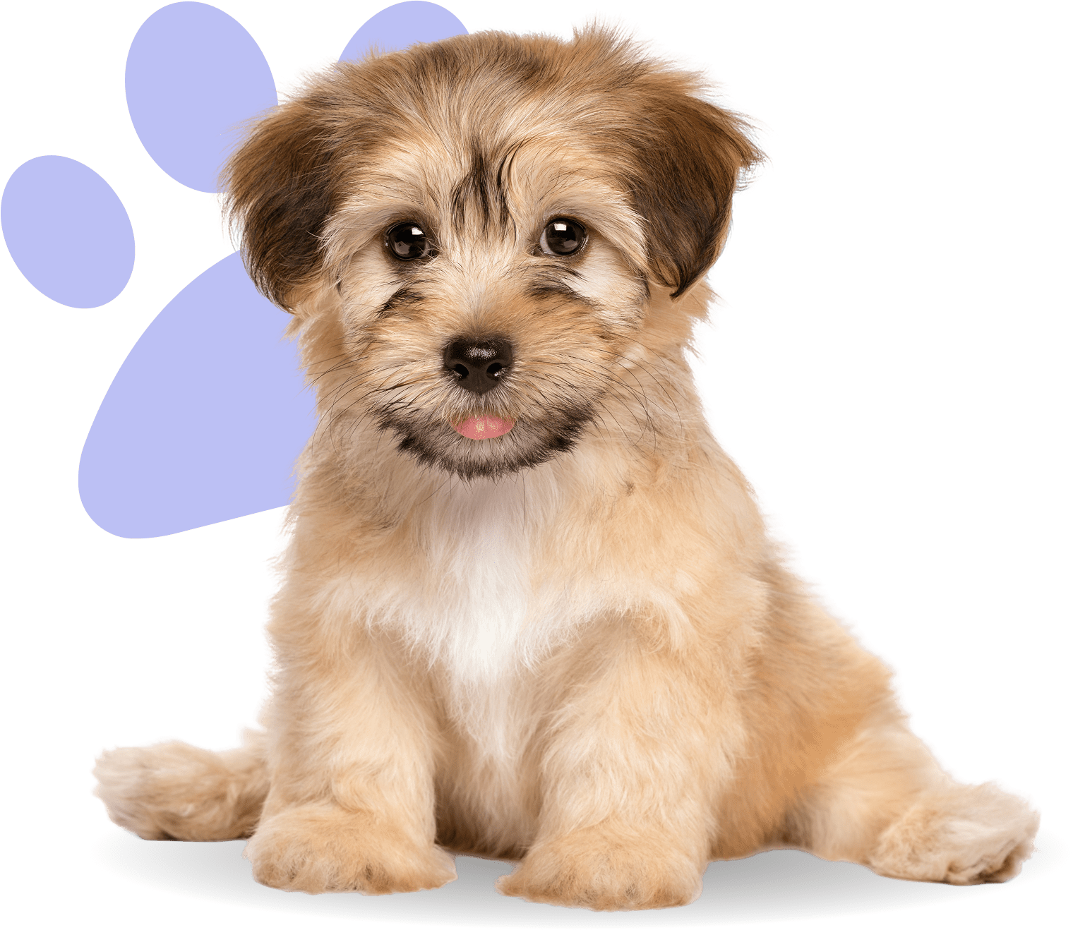 Cute puppy with purple paw print background.