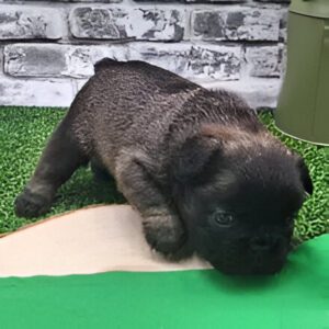 French Bulldog / Missy 793519