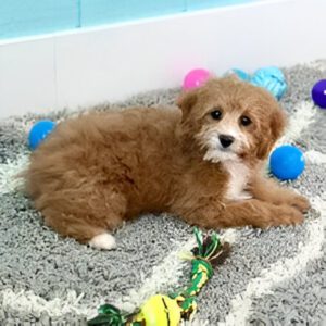 Cavapoo / Bambi 781041