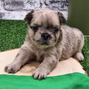 French Bulldog / Monica 793513