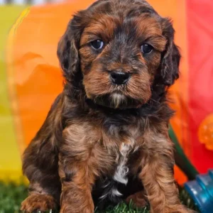 Cavapoo / Scoobie 789670
