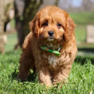 Cavapoo / Andy 787533