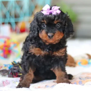 Cavapoo / Buttercup 789396