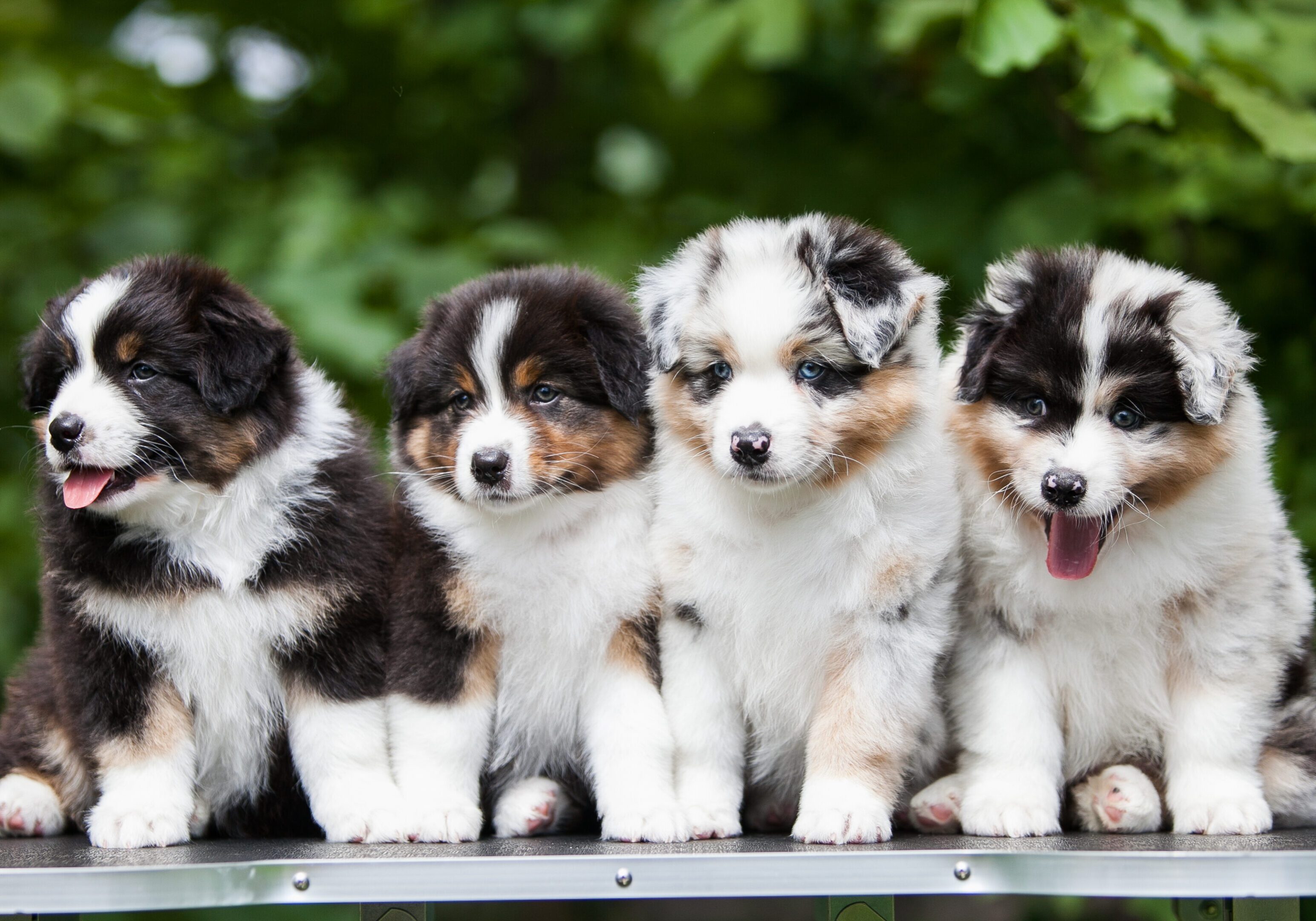 Four fluffy puppies sitting together outdoors.